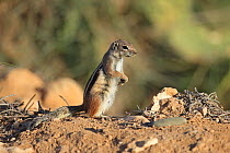 Barbary ground squirrel (Atlantoxerus getulus) standing on hind legs. Morocco.