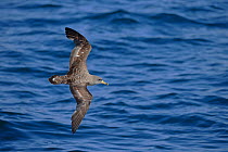 Cory's Shearwater (Calonectris diomedea borealis) flying over water, Morocco.