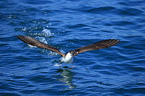 Great shearwater (Puffinus gravis) flying over water, Morocco.