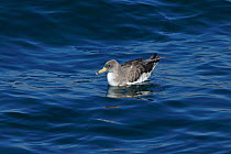 Cory's Shearwater (Calonectris diomedea borealis) on water, Morocco.