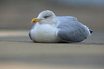 Herring gull (Larus argentatus) on beach, Suffolk, England, UK, October.