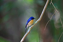 Tickell's blue flycatcher (Cyornis tickelliae jerdoni) perched, Sri Lanka.