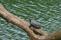 Indian black turtle (Melanochelys trijuga) on tree trunk over water, Sri Lanka.