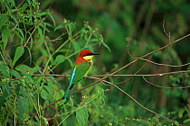 Chestnut-headed bee-eater (Merops leschenaultii) perched, Sri Lanka.