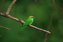 Green bee-eater (Merops orientalis) perched Sri Lanka.