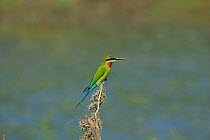Blue-tailed bee-eater (Merops philippinus) perched, Sri Lanka.