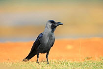 House Crow (Corvus splendens) on ground, Sri Lanka.