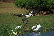 Spot-billed pelican (Pelecanus philippensis) landing with Great egrets (Ardea alba)  Sri Lanka.