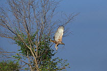 Crested hawk-eagle (Spizaetus cirrhatus ceylanensis) perched, Sri Lanka.