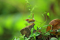 Common tailorbird (Orthotomus sutorius) perched with tail up. Sri Lanka.