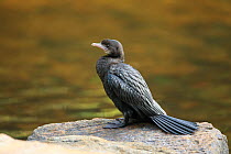 Little cormorant (Phalacrocorax niger) near water, Sri Lanka.