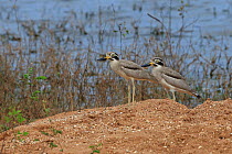 Great thick-knee (Burhinus recurvirostris) two standing side by side, Sri Lanka.