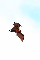Indian flying fox (Pteropus giganteus) in flight during the day, Sri Lanka.