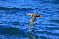 Balearic shearwater (Puffinus mauretanicus) in flight over water, Morocco.