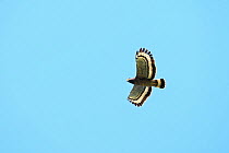 Crested serpent eagle (Spilornis cheela spilogaster) in flight, Sri Lanka.