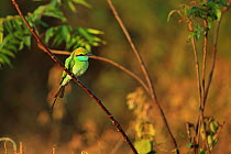 Green bee-eater (Merops orientalis) perched, Sri Lanka.