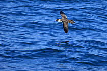 Great shearwater (Puffinus gravis) in flight over water, Morocco.