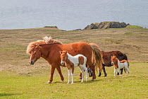 Shetland ponies (Equus caballus) mares and foals, Fetlar, Shetland, UK, June