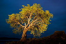 RF - Rowan (Sorbus aucuparia) with torch light, Mull, Scotland. (This image may be licensed either as rights managed or royalty free.)