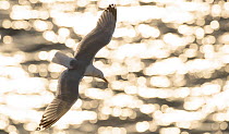 RF- Herring gull (Larus argentatus) against sparkling sea, Scotland. (This image may be licensed either as rights managed or royalty free.)