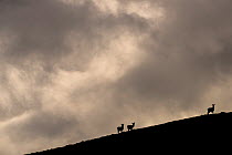 RF- Red deer, (Cervus elaphus) silhouetted against sky, Jura, Scotland. (This image may be licensed either as rights managed or royalty free.)