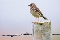 RF- Meadow pipit, (Anthus pratensis) on fence post, Islay, Scotland. (This image may be licensed either as rights managed or royalty free.)