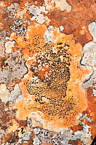 RF-  Lichens on rock, Torridon, Scotland, UK, November. (This image may be licensed either as rights managed or royalty free.)