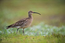RF- Whimbrel, (Numenius phaeopus) Iceland, July. (This image may be licensed either as rights managed or royalty free.)