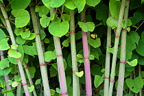 RF- Japanese knotweed (Fallopia japonica), Islay, Scotland, UK, June. (This image may be licensed either as rights managed or royalty free.)