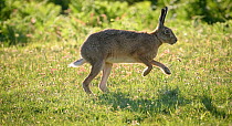 RF- Brown hare (Lepus europaeus) at dawn, Islay, Scotland. (This image may be licensed either as rights managed or royalty free.)