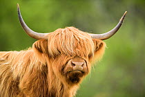 RF- Highland cow, Mull, Scotland. (This image may be licensed either as rights managed or royalty free.)