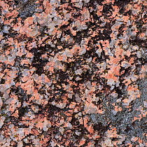 Granite rock sample, Fionnphort, Mull, Scotland