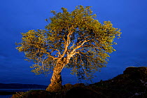 Rowan, painted with torch light, Mull, Scotland