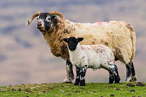Blackface sheep wwe and lamb, Mull, Scotland