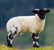 Blackface sheep lamb, Mull, Scotland
