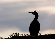 Shag (Phalacrocorax aristotelis) in silhouette, Lunga, Scotland, UK, May.