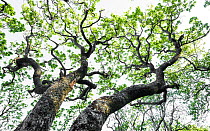 Sessile oak (Quercus petraea) Mull, Scotland