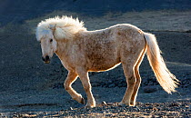 Icelandic horse, Snaefellnes, Iceland.