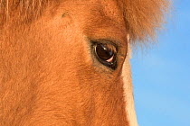 Icelandic horse head and eye detail, Iceland