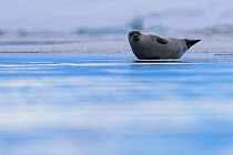 Common seal (Phoca vitulina) hauled out on ice, Iceland, March.