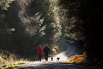 Walkers in Cardrona, Tweed Valley, Forestry Commission, Scotland, UK, November.