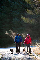 Walkers with dogs on lead in Cardrona, Tweed Valley Forestry Commission, Scotland, UK, November.