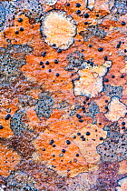 Lichens on rock, Torridon, Scotland, UK, November.