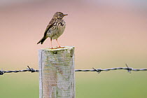 Meadow pipit (Anthus pratensis) perched on barbed wire, Islay, Scotland