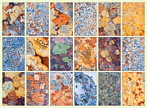Composite photograph showing diversity of  pattern in  lichens growing on rock