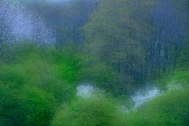 Soft focus image of woodland with flowering trees, Malliner Bachtal, Neubrandenburg, Germany, April.