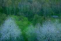 Soft focus image of flowering trees, Malliner Bachtal, Neubrandenburg, Germany, April.