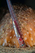 Pearlfish (Carapus acus) outside of host Sea cucumber (Stichopus regalis) at night. These species have a commensal relationship, with the fish living in the gut of the sea cucumber. Catalonia, Spain....