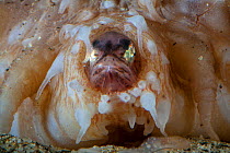 Pearlfish (Carapus acus) in anus of Sea cucumber (Stichopus regalis). These species have a commensal relationship, with the fish living in the gut of the sea cucumber. Catalonia, Spain. Mediterranean...
