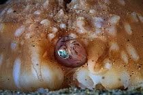 Pearlfish (Carapus acus) in anus of Sea cucumber (Stichopus regalis). These species have a commensal relationship, with the fish living in the gut of the sea cucumber. Catalonia, Spain. Mediterranean...